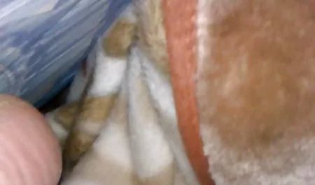 يحتاج صديق الأب إلى التحقق من جنس محا الديك في سن المراهقة